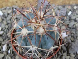 Echinocactus horizonthalonius, pot 5,5 cm - 12400556