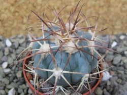 Echinocactus horizonthalonius, pot 5,5 cm