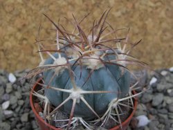 Echinocactus horizonthalonius, pot 5,5 cm - 12400558