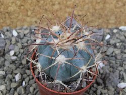 Echinocactus horizonthalonius, pot 5,5 cm - 12400559