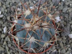 Echinocactus horizonthalonius, pot 5,5 cm - 12400560