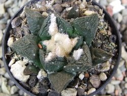 Ariocarpus fissuratus Cuatro Cienegas, pot 5,5 cm - 12400566