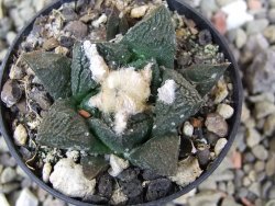 Ariocarpus fissuratus Cuatro Cienegas, pot 5,5 cm - 12400567