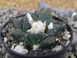 Ariocarpus fissuratus Cuatro Cienegas, pot 5,5 cm