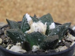 Ariocarpus fissuratus Cuatro Cienegas, pot 5,5 cm - 12400569