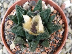 Ariocarpus fissuratus hintonii Matehuala pot 5,5 cm Cites IA