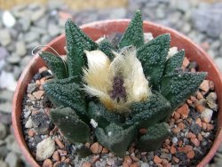 Ariocarpus fissuratus hintonii Matehuala pot 5,5 cm Cites IA - 12400571