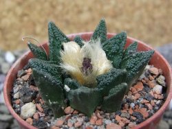 Ariocarpus fissuratus hintonii Matehuala pot 5,5 cm Cites IA - 12400572