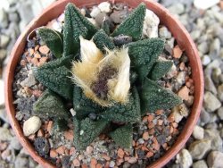 Ariocarpus fissuratus hintonii Matehuala pot 5,5 cm Cites IA - 12400574