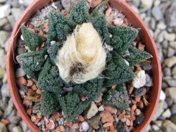 Ariocarpus fissuratus hintonii Matehuala pot 5,5 cm Cites IA - 12400575