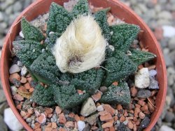 Ariocarpus fissuratus hintonii Matehuala pot 5,5 cm Cites IA