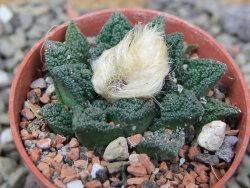 Ariocarpus fissuratus hintonii Matehuala pot 5,5 cm Cites IA - 12400578