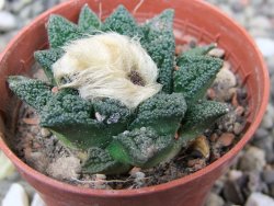 Ariocarpus fissuratus hintonii Matehuala pot 5,5 cm Cites IA - 12400580