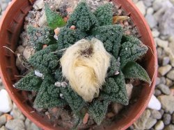 Ariocarpus fissuratus hintonii Matehuala pot 5,5 cm Cites IA - 12400581