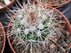 Parodia roseoalba nad San Pedro, pot 5,5 cm