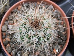 Parodia roseoalba nad San Pedro, pot 5,5 cm - 12400596