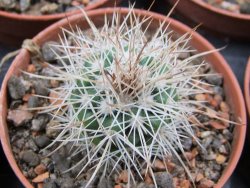 Parodia roseoalba nad San Pedro, pot 5,5 cm - 12400597