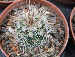 Parodia roseoalba nad San Pedro, pot 5,5 cm - 12400598