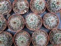 Parodia roseoalba nad San Pedro, pot 5,5 cm - 12400599