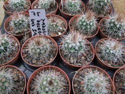 Parodia roseoalba nad San Pedro, pot 5,5 cm - 12400601