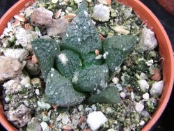 Ariocarpus fissuratus Puertecitos, pot 5,5 cm - 12400602