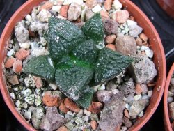 Ariocarpus fissuratus Puertecitos, pot 5,5 cm