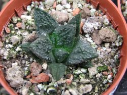 Ariocarpus fissuratus Puertecitos, pot 5,5 cm - 12400604