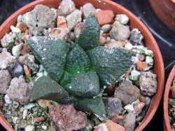 Ariocarpus fissuratus Puertecitos, pot 5,5 cm - 12400605