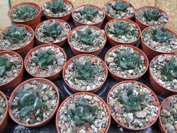 Ariocarpus fissuratus Puertecitos, pot 5,5 cm - 12400607