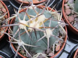 Echinocactus horizonthalonius El Pegueto Icamole pot 5,5 cm DUPLIKÁT