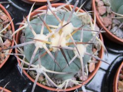 Echinocactus horizonthalonius El Pegueto Icamole pot 5,5 cm DUPLIKÁT - 12400615