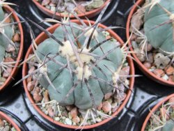 Echinocactus horizonthalonius El Pegueto Icamole pot 5,5 cm DUPLIKÁT - 12400616