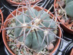 Echinocactus horizonthalonius El Pegueto Icamole pot 5,5 cm DUPLIKÁT - 12400618