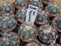 Echinocactus horizonthalonius El Pegueto Icamole pot 5,5 cm DUPLIKÁT - 12400621