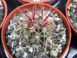 Ferocactus chrysacanthus rubrispinus pot 5,5 cm