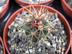 Ferocactus chrysacanthus rubrispinus pot 5,5 cm - 12400623