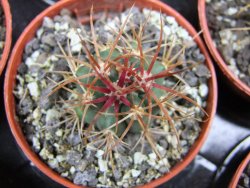 Ferocactus chrysacanthus rubrispinus pot 5,5 cm - 12400624