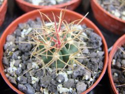 Ferocactus chrysacanthus rubrispinus pot 5,5 cm - 12400625