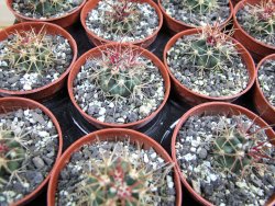 Ferocactus chrysacanthus rubrispinus pot 5,5 cm - 12400627