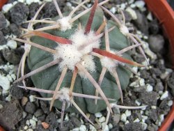 Echinocactus horizonthalonius Corazon del Monte pot 5,5 cm