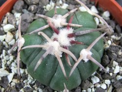 Echinocactus horizonthalonius Corazon del Monte pot 5,5 cm - 12400636