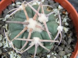 Echinocactus horizonthalonius Corazon del Monte pot 5,5 cm - 12400637