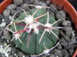 Echinocactus horizonthalonius Corazon del Monte pot 5,5 cm - 12400638