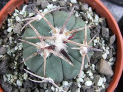 Echinocactus horizonthalonius Corazon del Monte pot 5,5 cm - 12400640