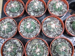 Echinocactus horizonthalonius Corazon del Monte pot 5,5 cm - 12400641