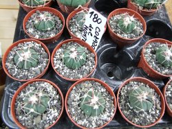 Echinocactus horizonthalonius Corazon del Monte pot 5,5 cm - 12400642