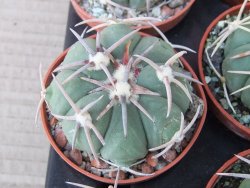 Echinocactus horizonthalonius Corazon del Monte pot 5,5 cm - 12415536