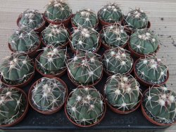 Echinocactus horizonthalonius Corazon del Monte pot 5,5 cm - 12415538