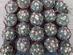 Echinocactus horizonthalonius Corazon del Monte pot 5,5 cm - 12415539
