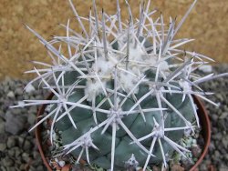 Coryphantha valida El Hundido pot 9 cm